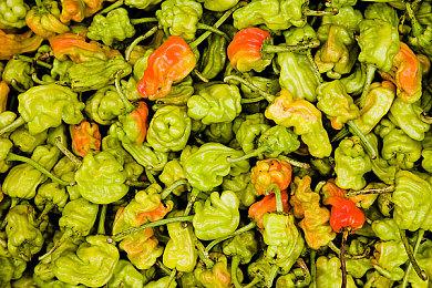 《植物大战僵尸：花园战争2》豪华版登陆Steam平台 售价158元